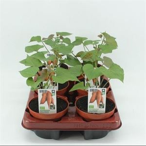 Afbeelding van Zoete aardappel oranje